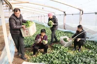 无棣县信阳镇大棚蔬菜“火” 寒冬增收忙