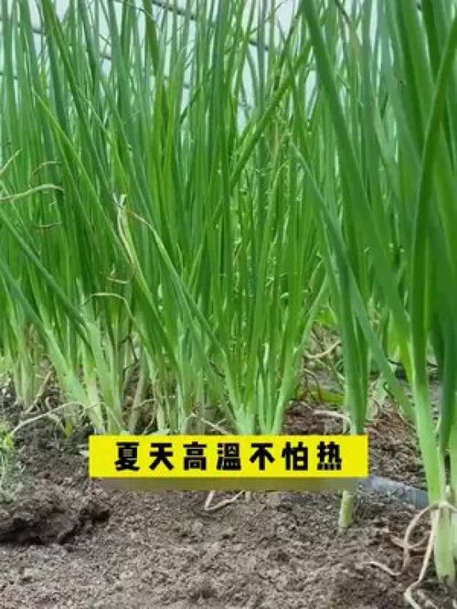 小香葱的天花板,分生能力特别强 蔬菜种子 分葱 家庭种植 阳台种菜 农业种植