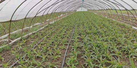 纪王场乡:小“莴苣”种出“大财富”