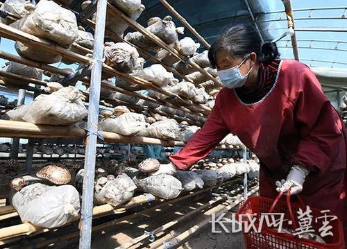 永清 特色产业助力农民增收致富