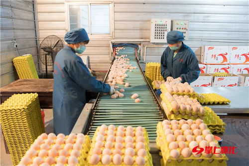 聚焦2019年怀化经济亮点│品牌兴农 农兴业旺