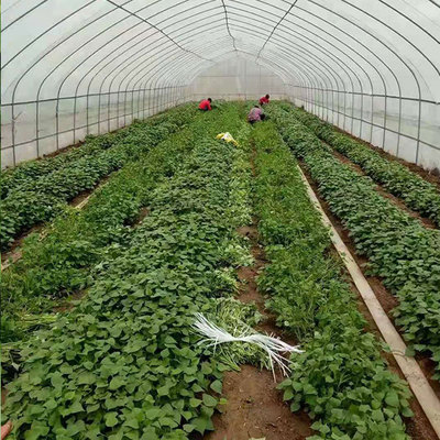 富硒地瓜秧苗新品种-富硒地瓜秧苗-兴运品种纯正(查看)