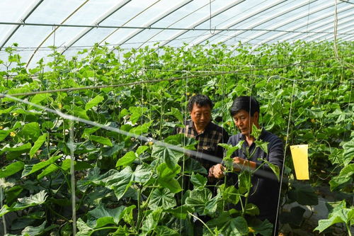 发展特色种养殖 开启增收 新引擎