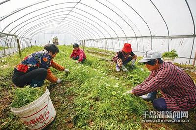 春光明媚菜农忙