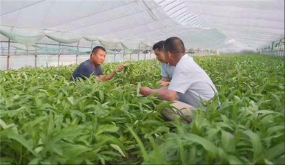 南阳市宛城区:蔬菜产业铺就农民致富路