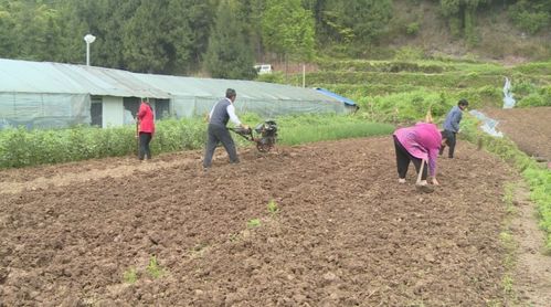 巴州区玉堂街道桥炉村 特色产业发力 描绘乡村美丽画卷