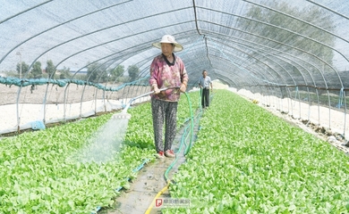 培育蔬菜苗保障“菜篮子”_中安在线
