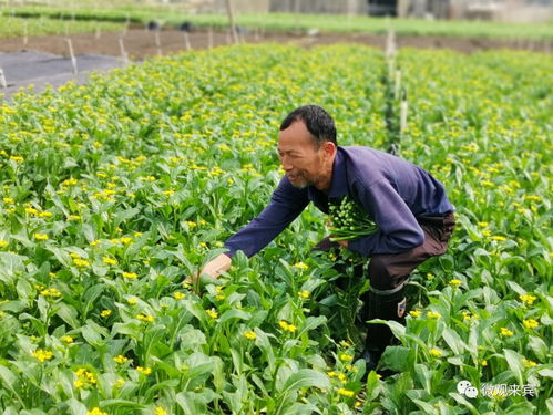 共抗疫情,良江这个 菜老板 坚持卖平价蔬菜