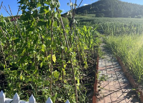 穆棱市打造 343 型巾帼生态小菜园 点燃乡村振兴 新引擎