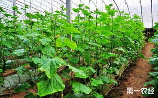 反季节蔬菜市场火爆 横县马岭镇清泉村农场开启捞金模式