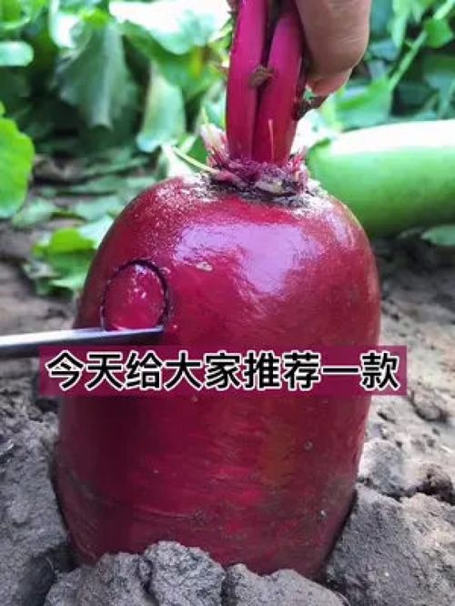 喜欢吃萝卜的不要错过这款凤梨水果萝卜,甜脆多汁,好成活,生吃炒菜都可以 蔬菜种子 水果萝卜 优质农产品 家庭种植