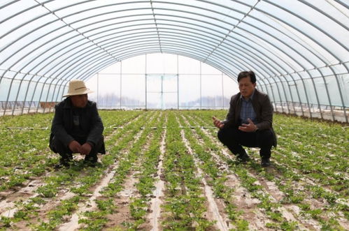 甘肃榆中县 科技赋能 绿色接力 30万亩高原夏菜大田移栽