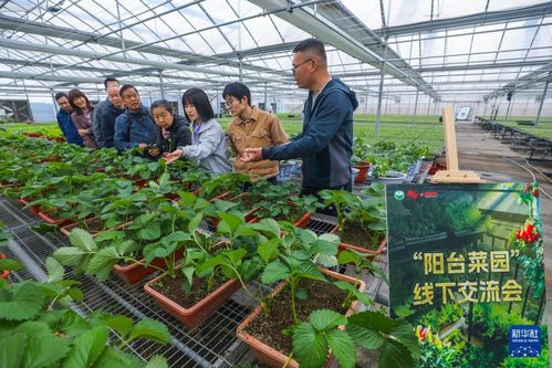 浙江杭州 阳台菜园 成为都市农业新风尚