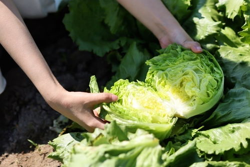 肯德基启动 好滋味溯源之旅 ,集结 肯家滋味团 探访品质源头