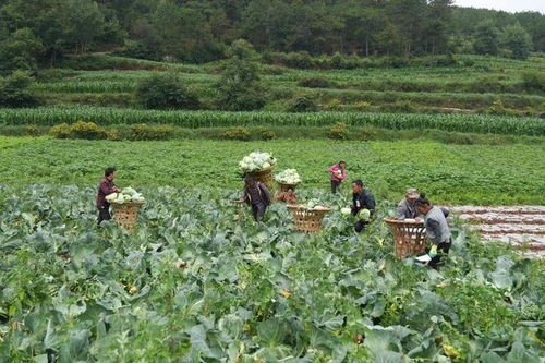 六大产业体系丨威宁 以产业之优汇聚高质量发展之势