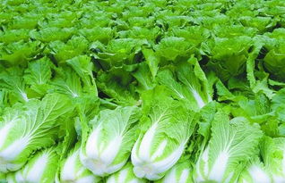 延安累计建成农副产品平价商店131家 为消费者让利 让经营者增收