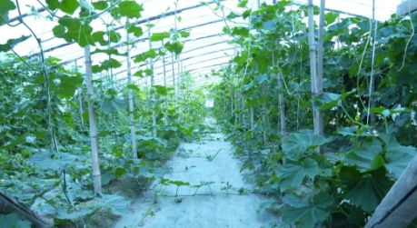 安平县政府门户网站 新农村建设 后呈干村 创新种养结合 探索乡村振兴新路径