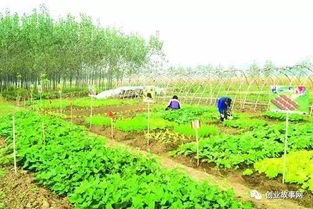 农村人想创业 又愁没有好点子,9个点子来帮你