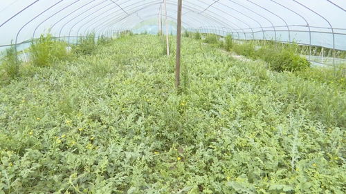 岱西镇 打造农产品共富工坊 助力农民增收致富