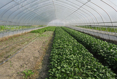 广东“四季”菜心在旌德试种成功