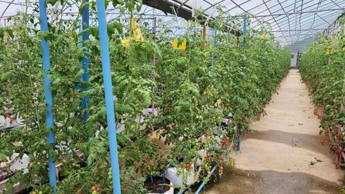 农产品有了 身份证