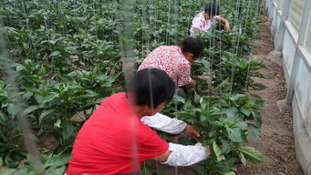 畜 沼 菜 ,广饶 循环农业 的绿色实践