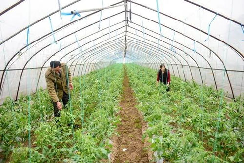 汇口镇曹湖村宝利鑫家庭农场 蔬菜大棚种出乡村振兴好前景