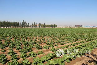 胶州 有机农场向1500户家庭会员定向配送农产品