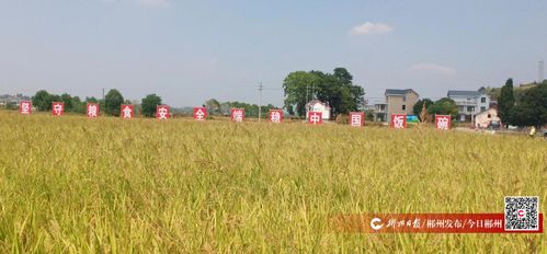 松柏味道 土特产 赋能乡村振兴