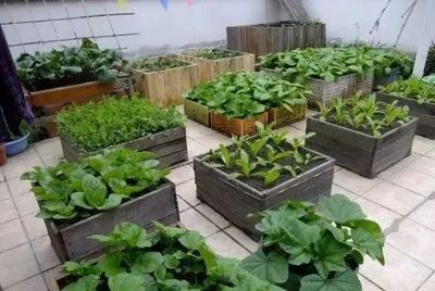 30平米屋顶小菜园,她用空油桶和自制木箱花池,种出了几十种蔬菜,一家人吃不完