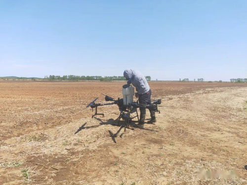 高科技种植 高标准作业 市场化营销 黑龙江垦区农场三大动作奠定丰收基础