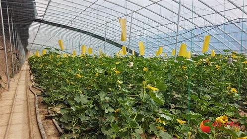 庆阳镇原 菌菜轮作 一棚双收 钱 景广