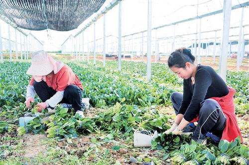 大棚蔬菜丰收忙 合作社助力村民增收
