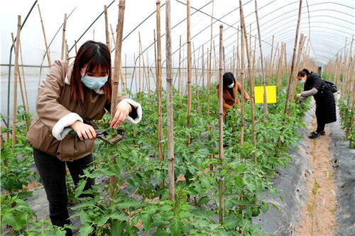 广安区获评2019年全省农村改革先进县