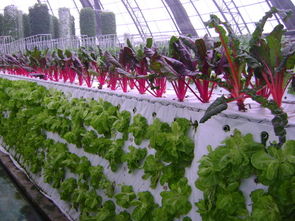 2100平方米屋顶气雾栽培蔬菜工厂 屋顶农场首选模式