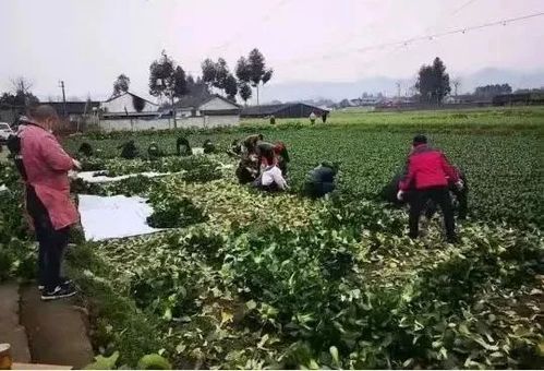 妇联系统紧急动员 防疫物资驰援湖北