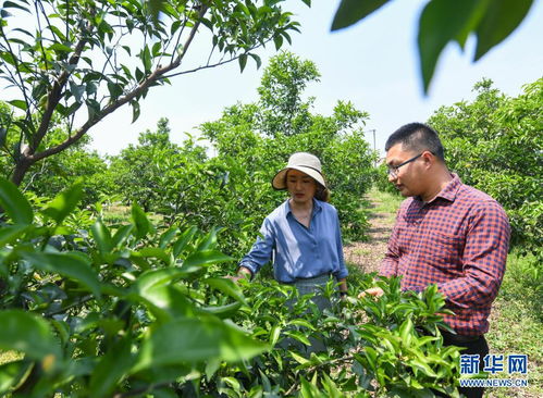 新农人 刘沈厅的农创之路