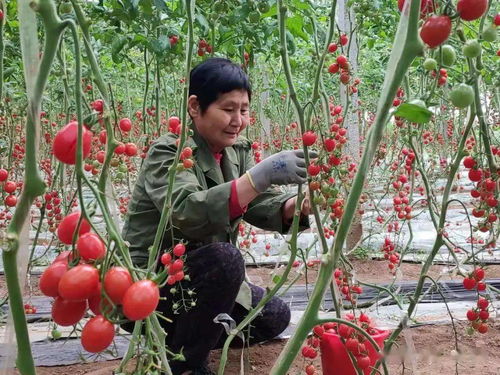 徐蒙蒙 东营市后稷家庭农场绿色无公害蔬菜生产基地
