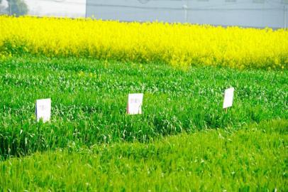 单产提升 规模经营 丘区金堂金粮满仓