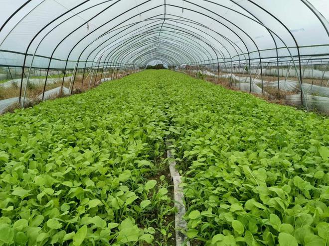 爱心发展田园梦想,匠心打造家庭农场--记扬州邗江槐泗镇壹伍捌家庭农场