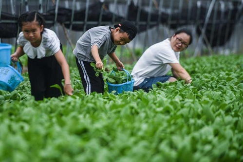 城里人开车去农村种菜,嗅到商机的农村人都已经赚到钱了,你也赶紧学学