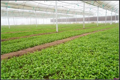 西和县刘如义:发展家庭农场 带动邻里乡亲共致富