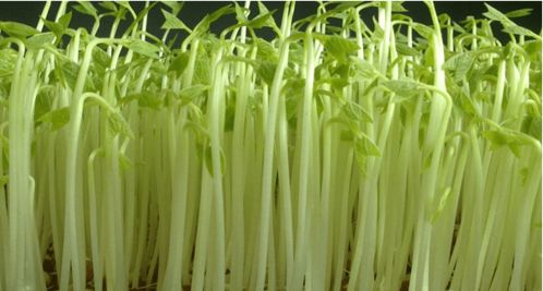 学会这6种家庭阳台蔬菜种植方法,阳台秒变小菜园