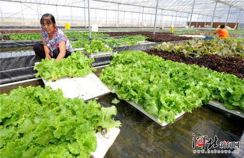 大城积极培育新型农业经营主体，蔬菜种植家庭农场蓬勃发展