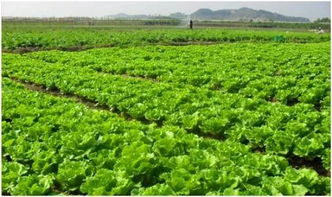 种菜大户集体跑路，退租热潮背后的农业困境