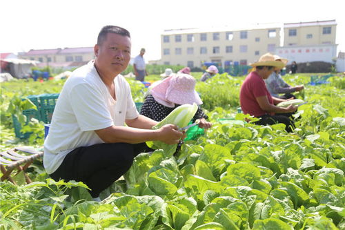 安徽颍上 夫妻共创家庭农场，一颗白菜助数百人鼓起钱袋子
