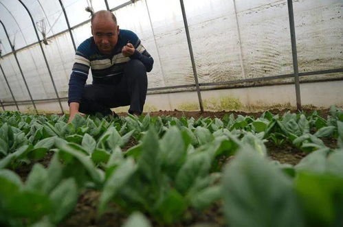 同样一亩地，收入翻一番 蔬菜种植家庭农场的增收之道