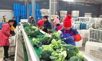 江苏如东 打好春耕春管