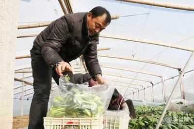 无棣县信阳镇 大棚蔬菜“火”寒冬，家庭农场增收忙