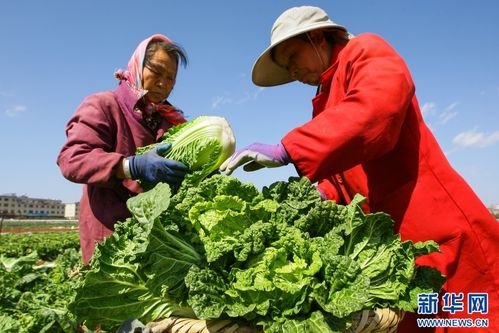 云南曲靖沾益蔬菜喜迎丰收，节前农户采收忙